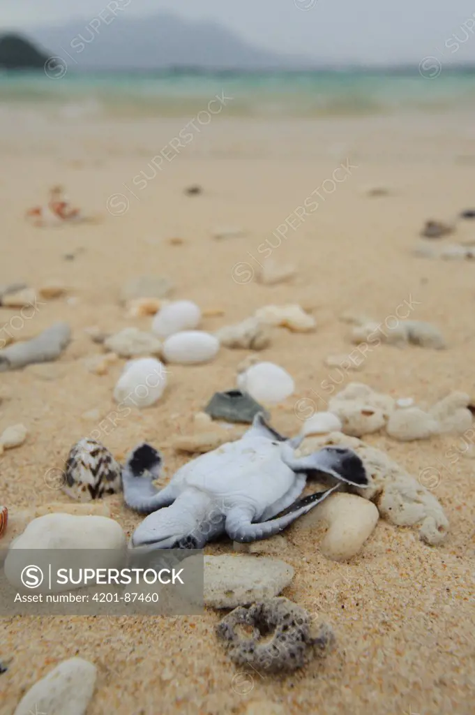 Green Sea Turtle (Chelonia mydas) dead hatchling, Talang-Satang National Park, Sarawak, Borneo, Malaysia
