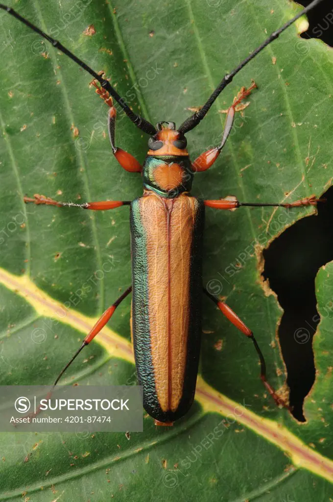 Longhorn Beetle (Cerambycidae), Gunung Penrissen, Sarawak, Borneo, Malaysia
