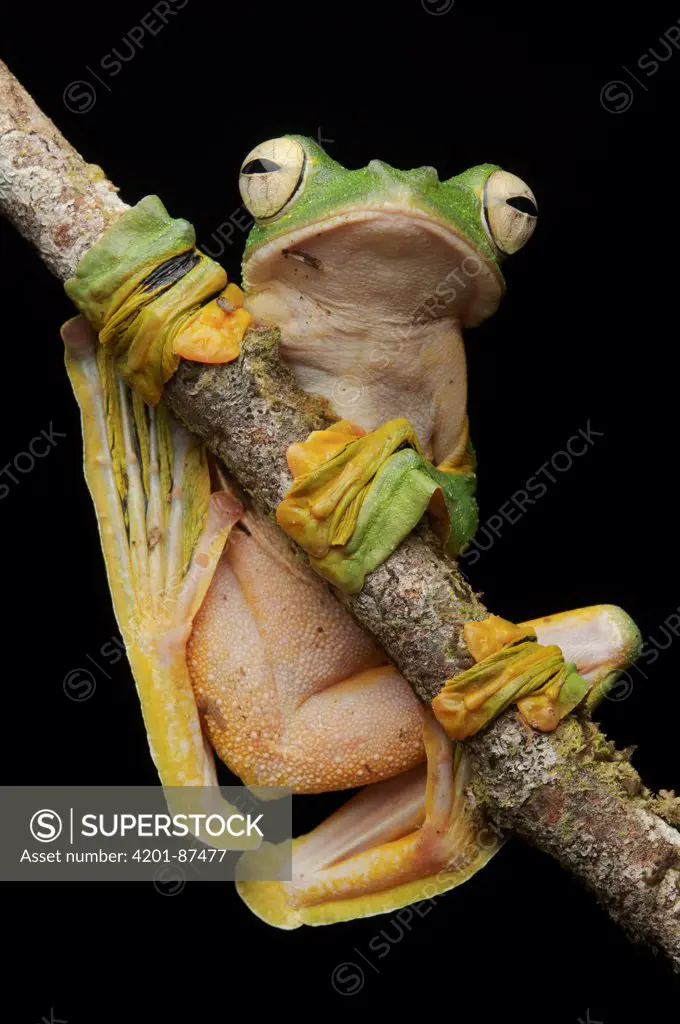 Wallace's Flying Frog (Rhacophorus nigropalmatus), Gunung Penrissen, Sarawak, Borneo, Malaysia