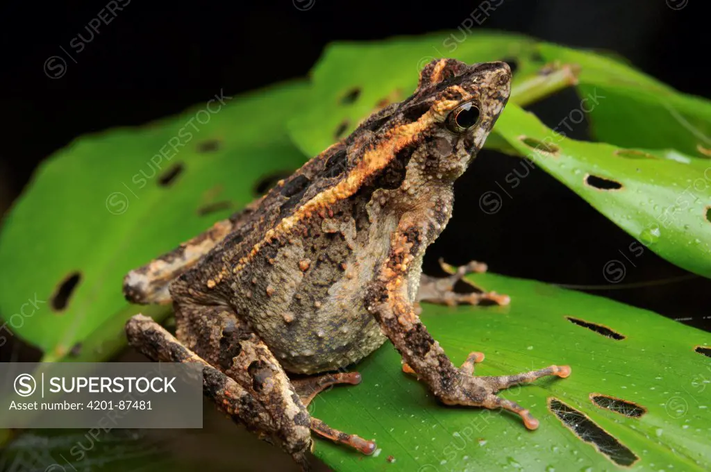 Java Tree Toad (Leptophryne borbonica) female, Gunung Penrissen, Sarawak, Borneo, Malaysia