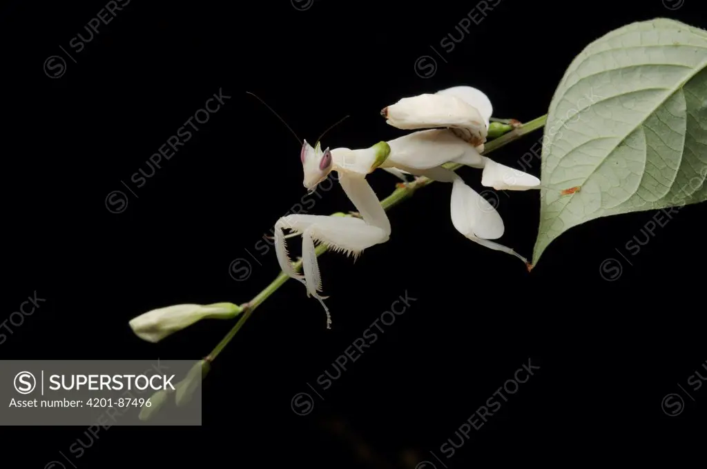 Orchid Mantis (Hymenopus coronatus) juvenile mimicking flower, Kubah National Park, Sarawak, Borneo, Malaysia