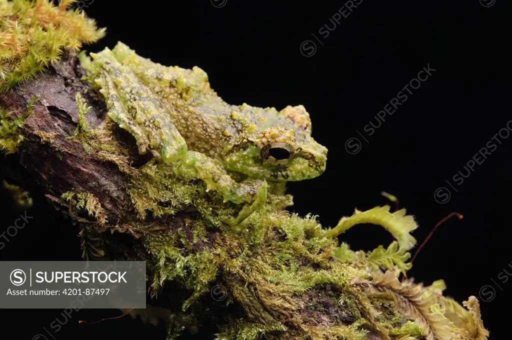 Mossy Tree Frog (Rhacophorus everetti) camouflaged on branch, Lawas, Sarawak, Borneo, Malaysia