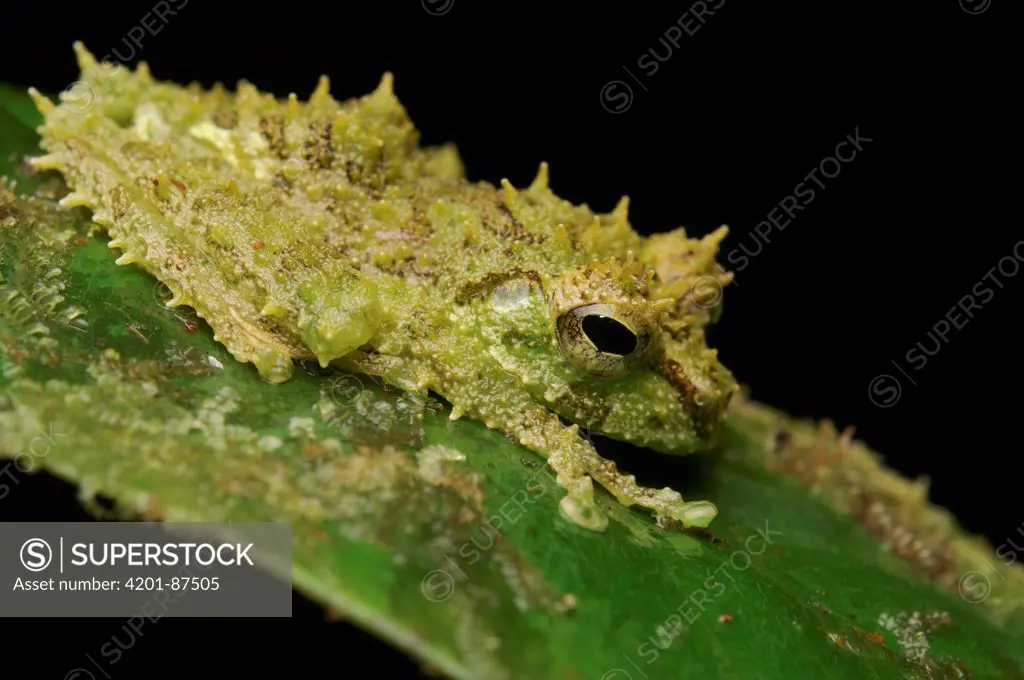 Mossy Tree Frog (Rhacophorus everetti), Lawas, Sarawak, Borneo, Malaysia
