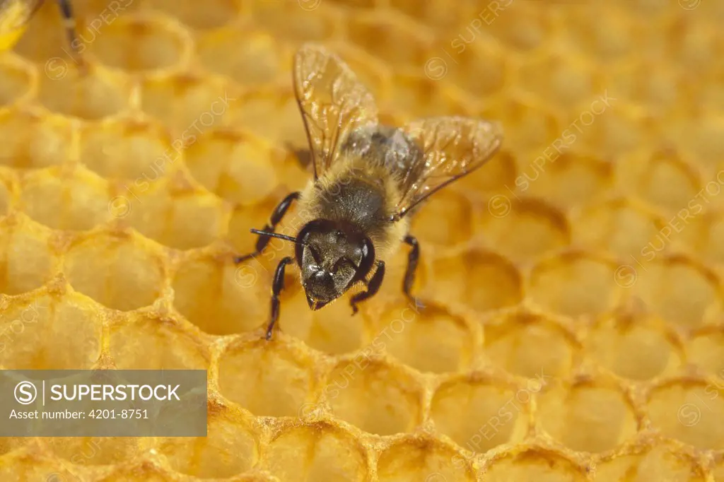 Honey Bee (Apis mellifera) on honeycomb, Germany