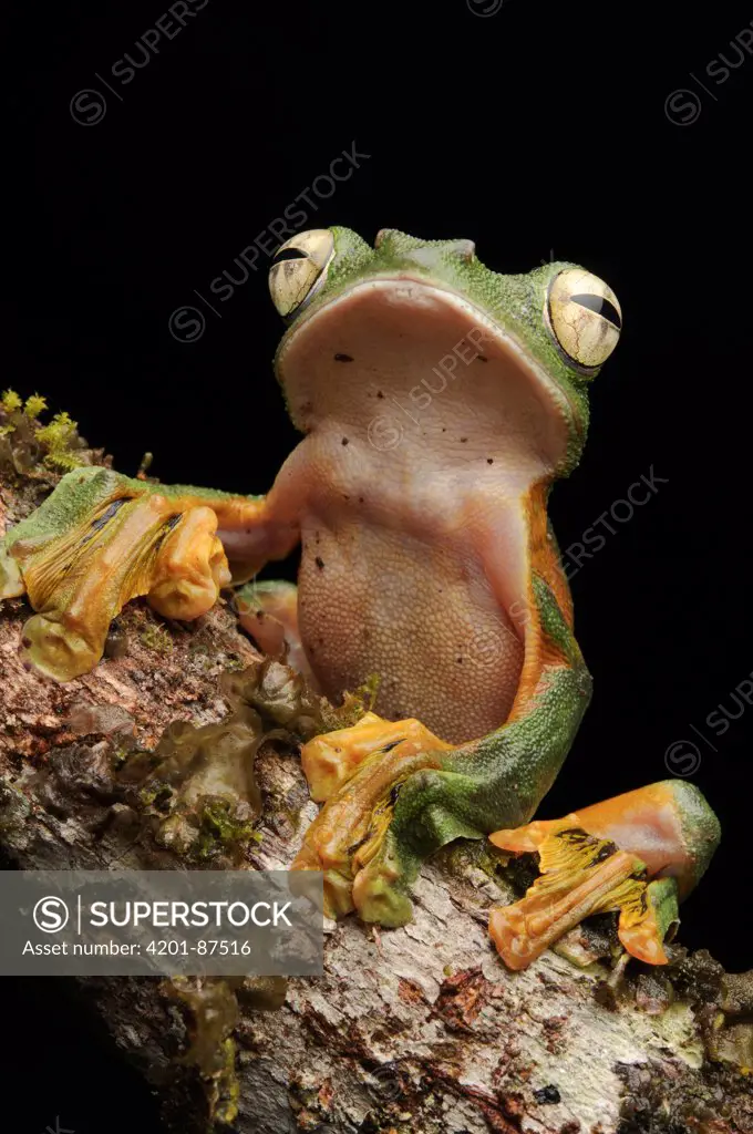 Wallace's Flying Frog (Rhacophorus nigropalmatus), Lawas, Sarawak, Borneo, Malaysia