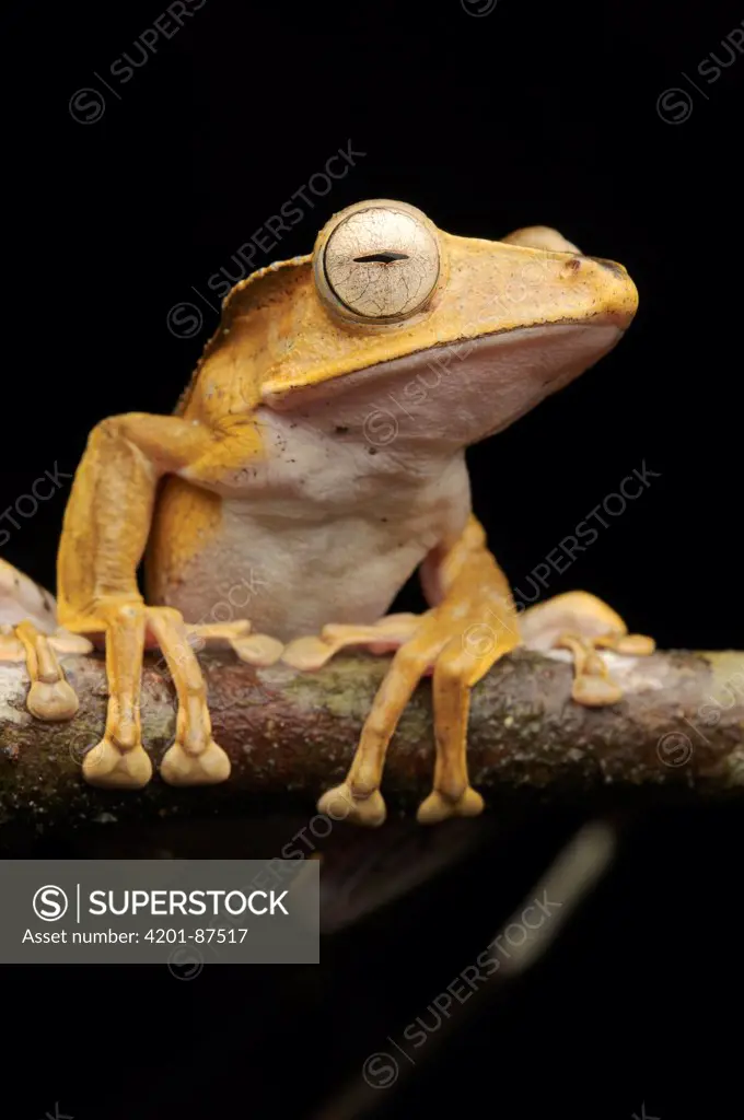 Bornean Eared Frog (Polypedates otilophus), Lawas, Sarawak, Borneo, Malaysia