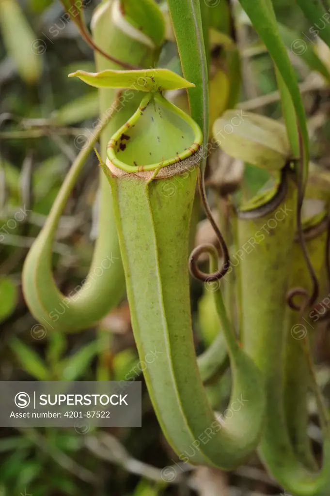 Pitcher Plant (Nepenthes albomarginata) pitchers, Kuching, Sarawak, Borneo, Malaysia