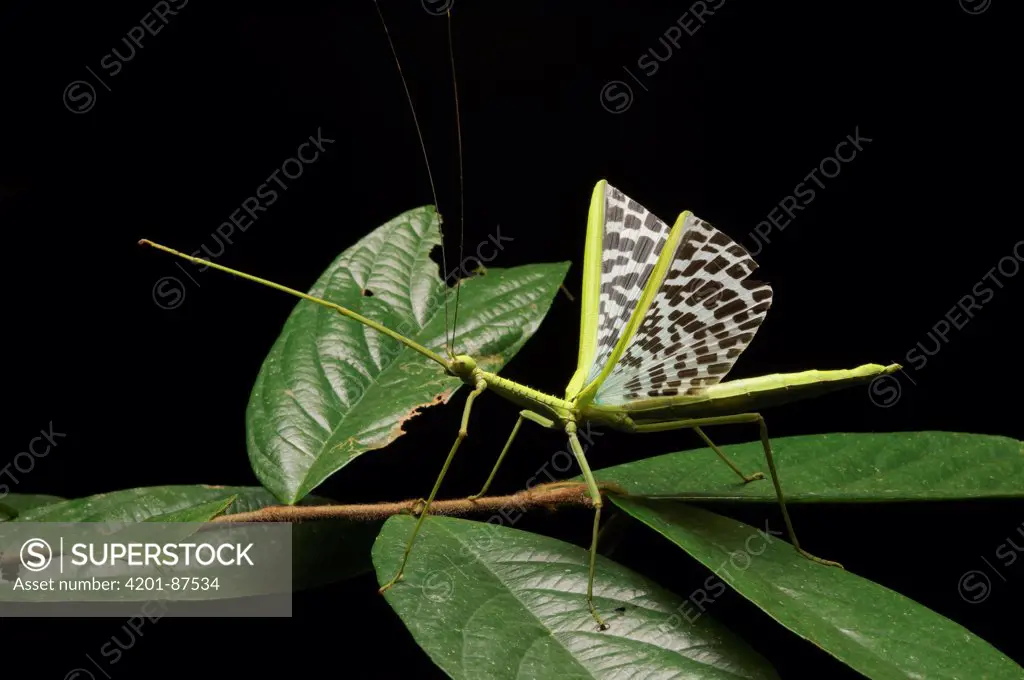 Stick Insect (Diesbachia sp) raises its boldly-patterned wings in an alarm display when disturbed, Gunung Mulu National Park, Sarawak, Borneo, Malaysia