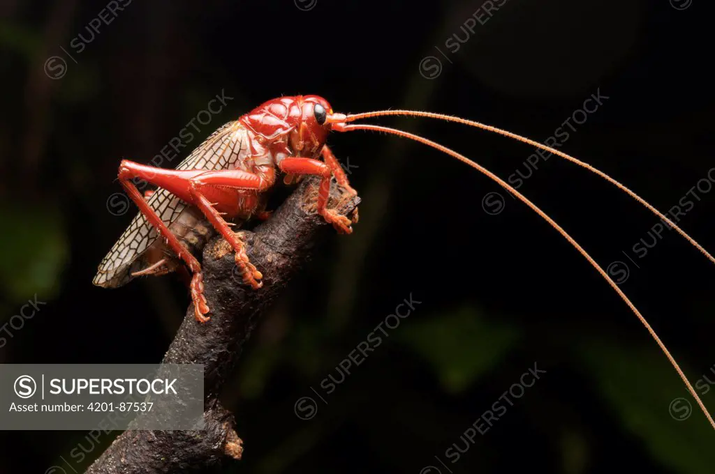 Raspy Cricket (Phlebogryllacris venosa), Gunung Mulu National Park, Sarawak, Borneo, Malaysia