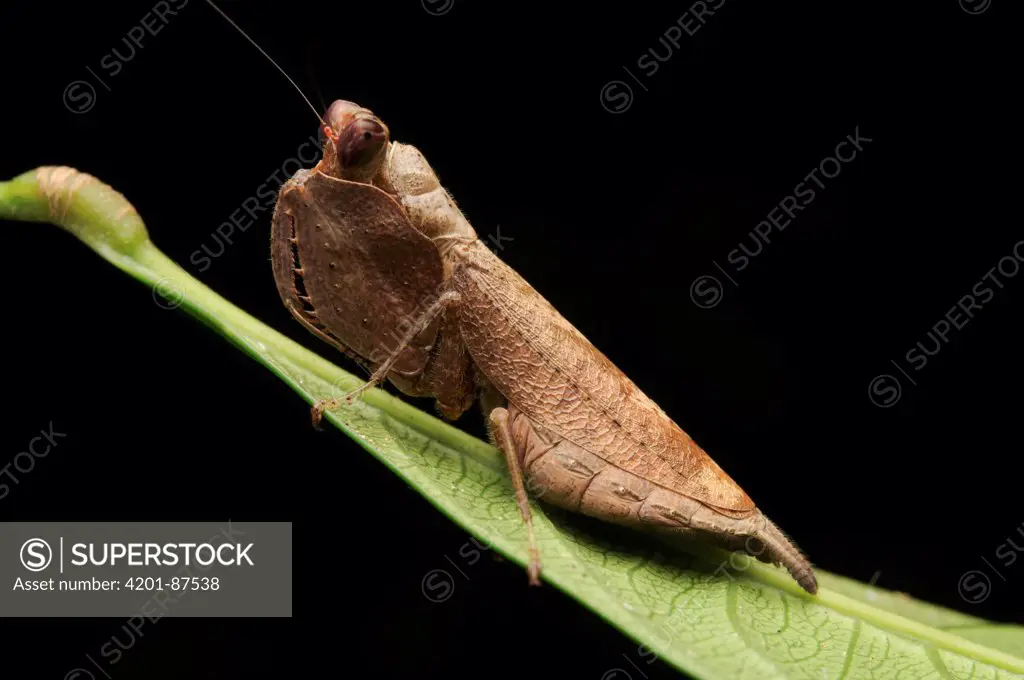 Mantis (Hestiasula sp), Gunung Mulu National Park, Sarawak, Borneo, Malaysia