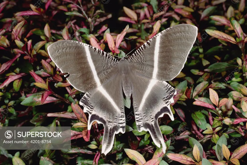 Swallowtail Moth (Lyssa menoetius) on leaves, Europe