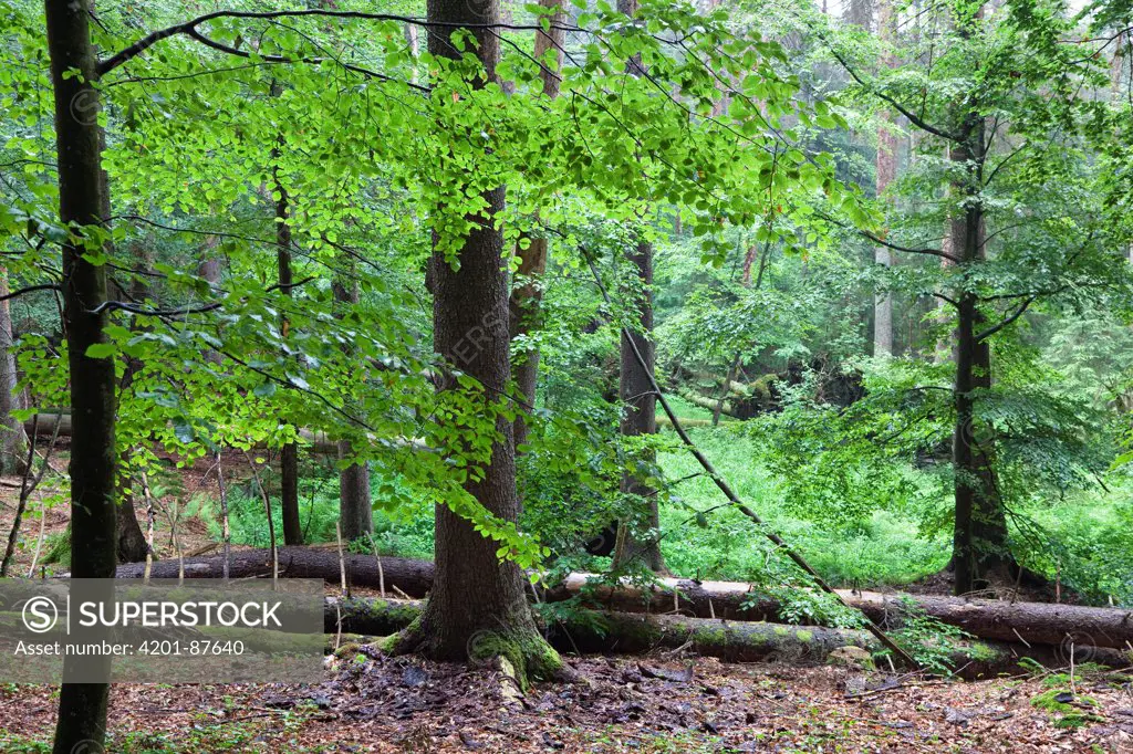 European Beech (Fagus sylvatica) forest, Bayrischer Wald National Park, Bavaria, Germany