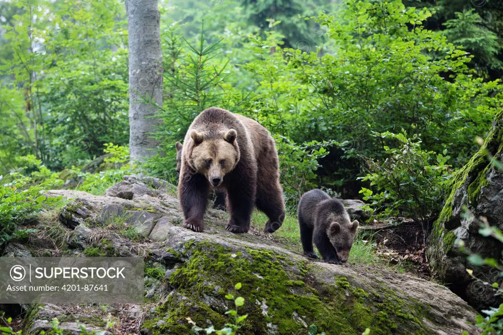 Brown Bear (Ursus arctos) mother with cub, Bayrischer Wald National Park, Bavaria, Germany