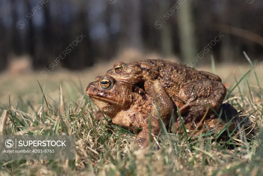 European Toad (Bufo bufo) couple mating, Germany