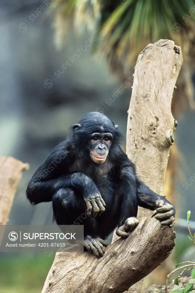 Bonobo (Pan paniscus) young, native to Africa