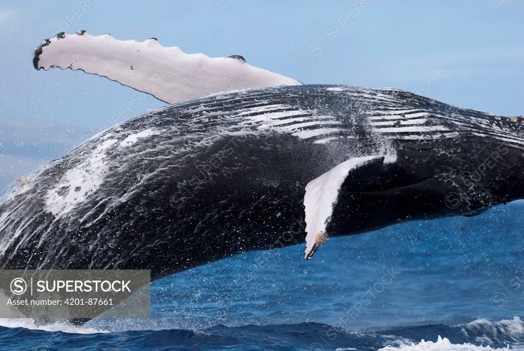 Humpback Whale (Megaptera novaeangliae) breaching, Maui, Hawaii - Notice must accompany publication: Photo obtained under NMFS permit #987