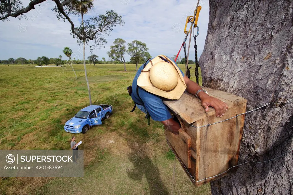 Hyacinth Macaw (Anodorhynchus hyacinthinus) researcher, Cezar Correa, looking for eggs inside nest box, Pantanal, Brazil