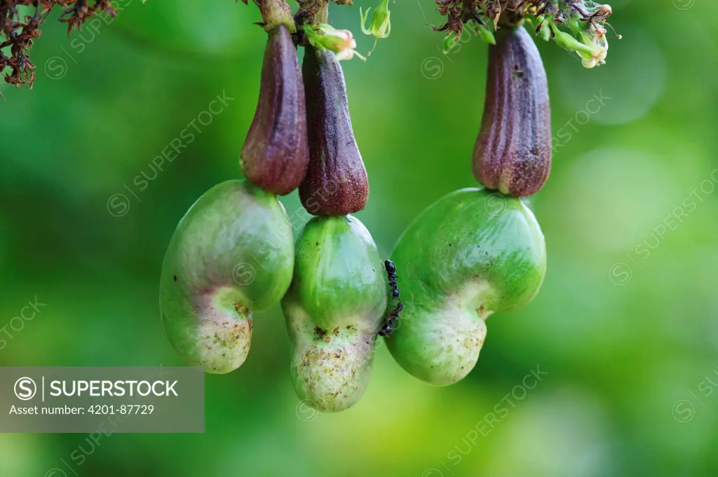 Cashew (Anacardium occidentale) nuts and apples, Pantanal, Brazil