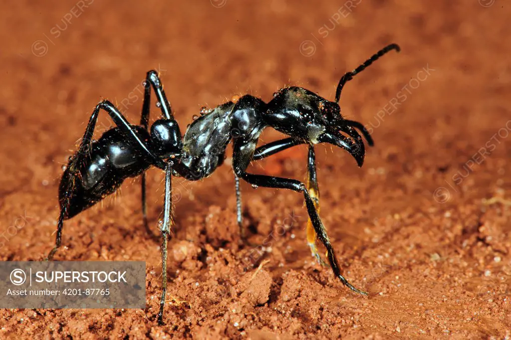 Leafcutter Ant (Atta sp), Cerrado ecosystem, Emas National Park, Brazil