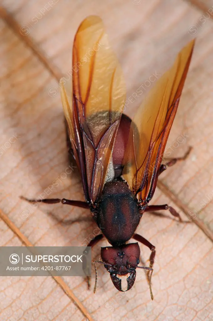 Leafcutter Ant (Atta sp) winged female in atlantic rainforest, Brazil