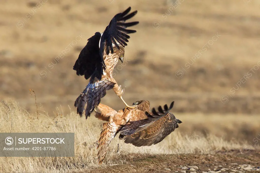 Swamp Harrier (Circus approximans) pair fighting, New Zealand