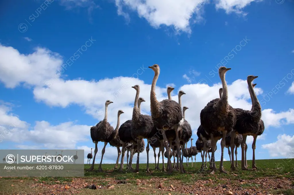 Ostrich (Struthio camelus) group, South Africa