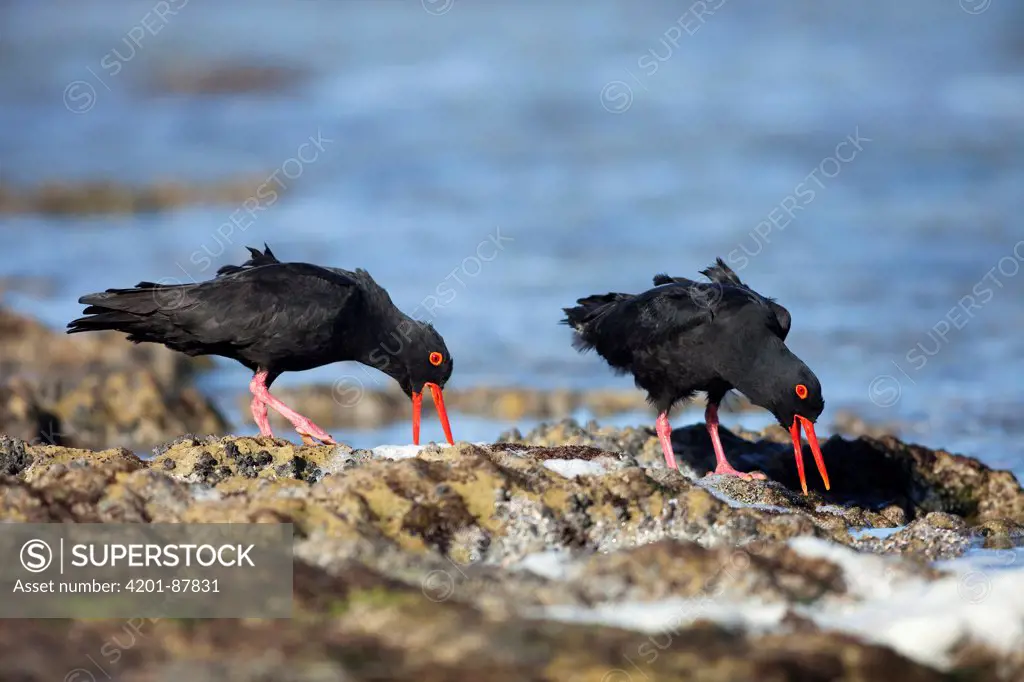 African Oystercatcher (Haematopus moquini) pair displaying, Western Cape, South Africa