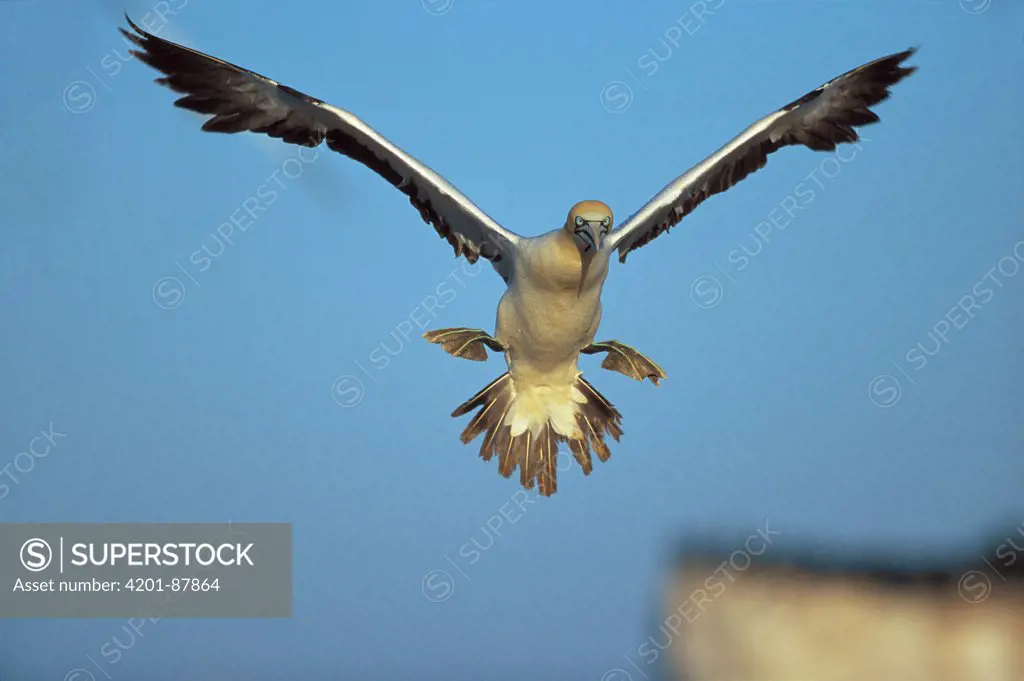 Cape Gannet (Morus capensis) landing, South Africa
