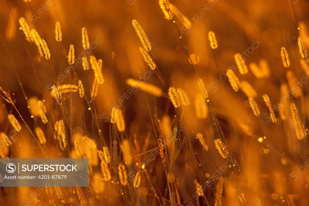 Grasses in morning light, South Africa