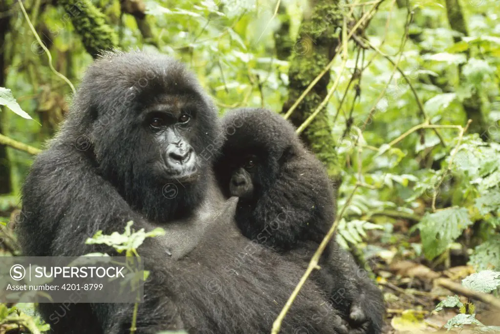 Mountain Gorilla (Gorilla gorilla beringei) mother nursing baby, central Africa