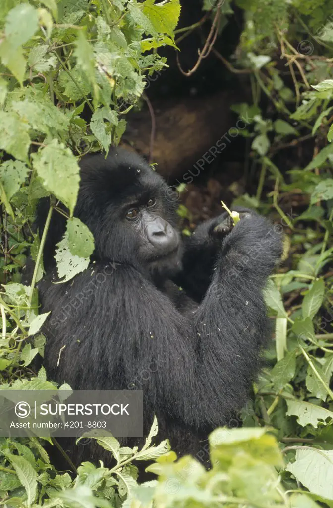 Mountain Gorilla (Gorilla gorilla beringei) feeding, central Africa
