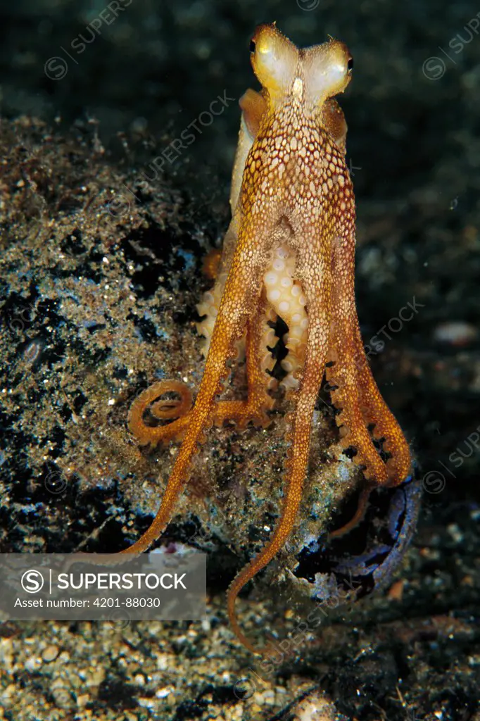 Octopus (Octopus sp) emerging from bottle, Papua New Guinea