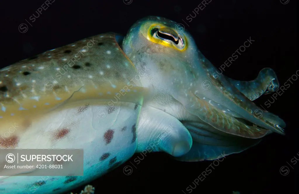 Cuttlefish (Sepia sp), Solomon Islands