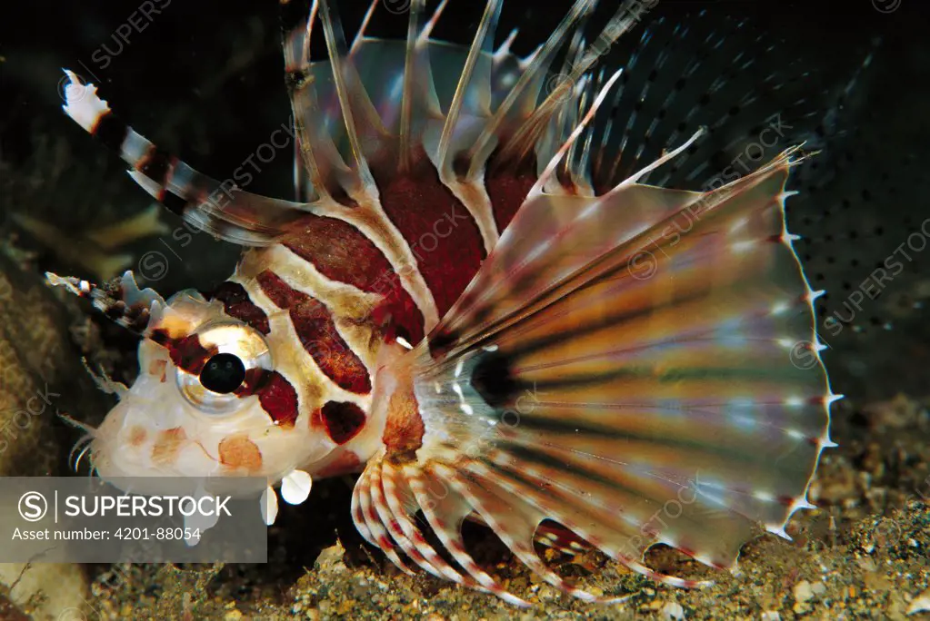 Zebra Lionfish (Dendrochirus zebra), Solomon Islands