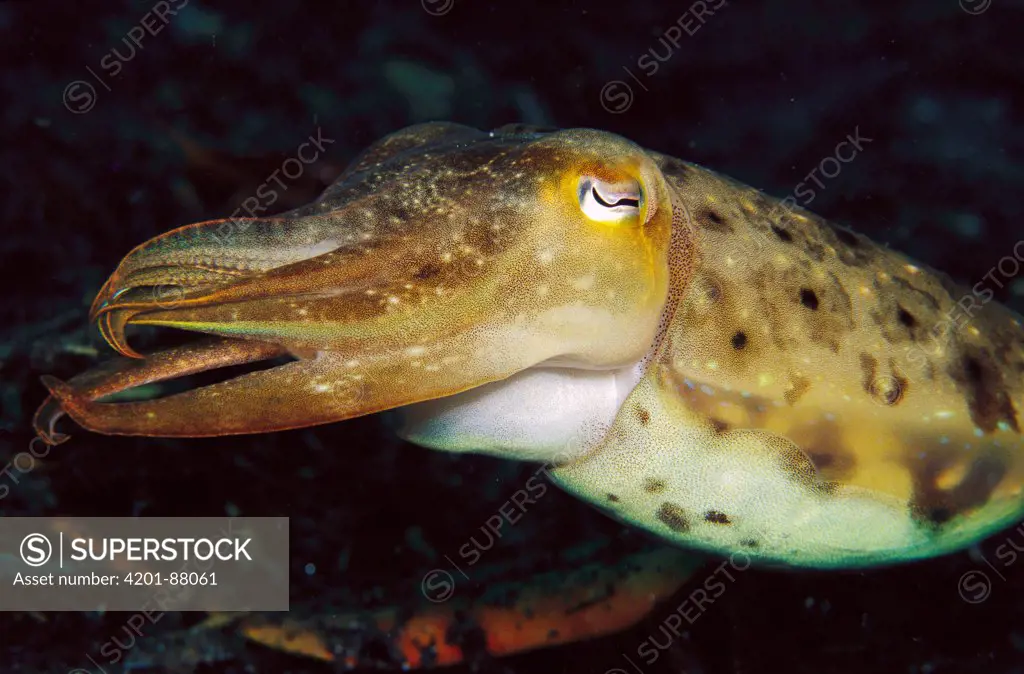 Cuttlefish (Sepia sp), Papua New Guinea