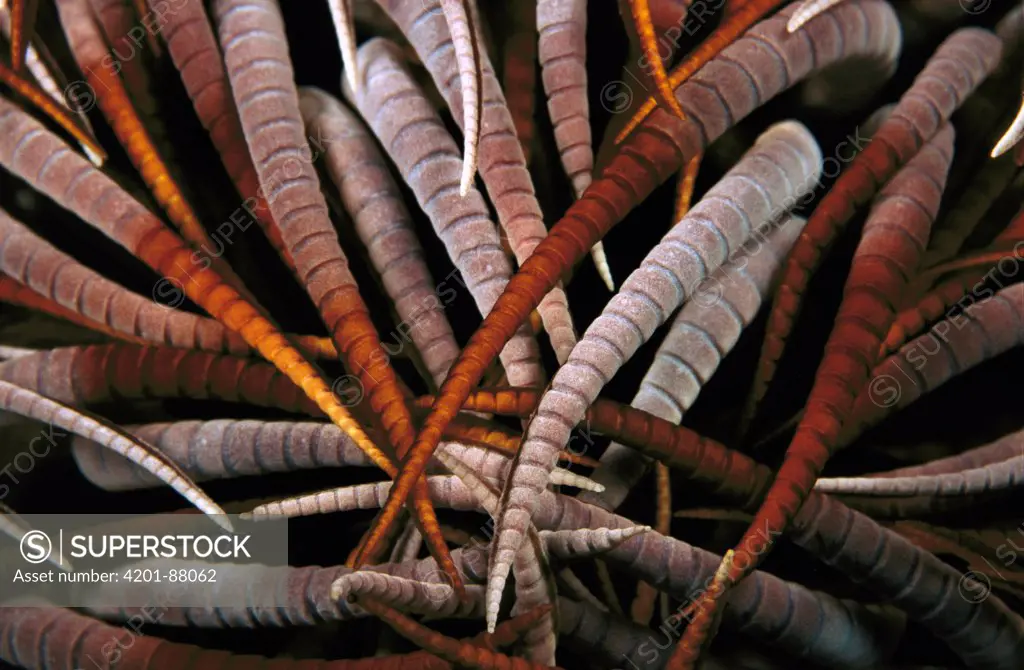Sea Anemone tentacles, Papua New Guinea