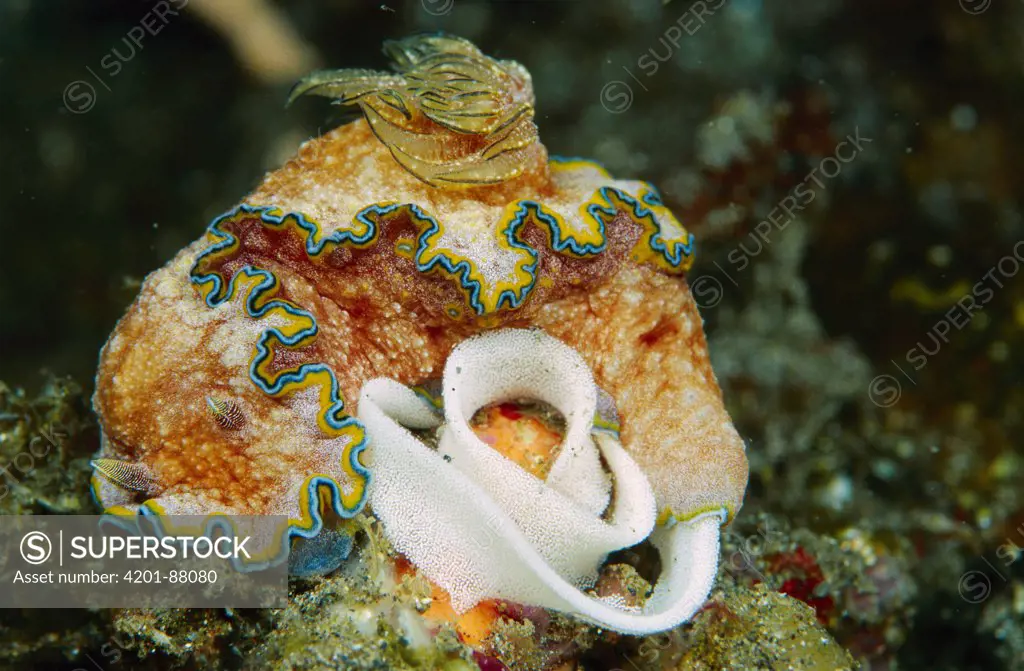 Nudibranch (Glossodoris cincta) laying eggs, Indonesia