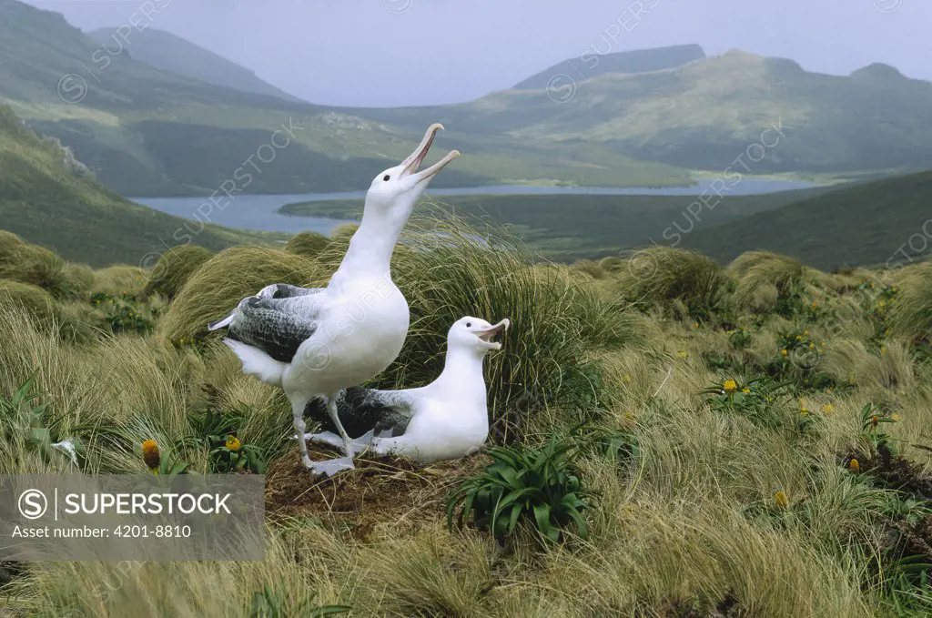 Royal Albatross (Diomedea epomophora) pair communicating at nest, Campbell Island, New Zealand