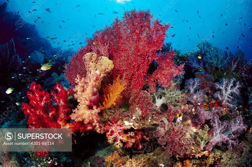 Soft coral on reef, Solomon Islands
