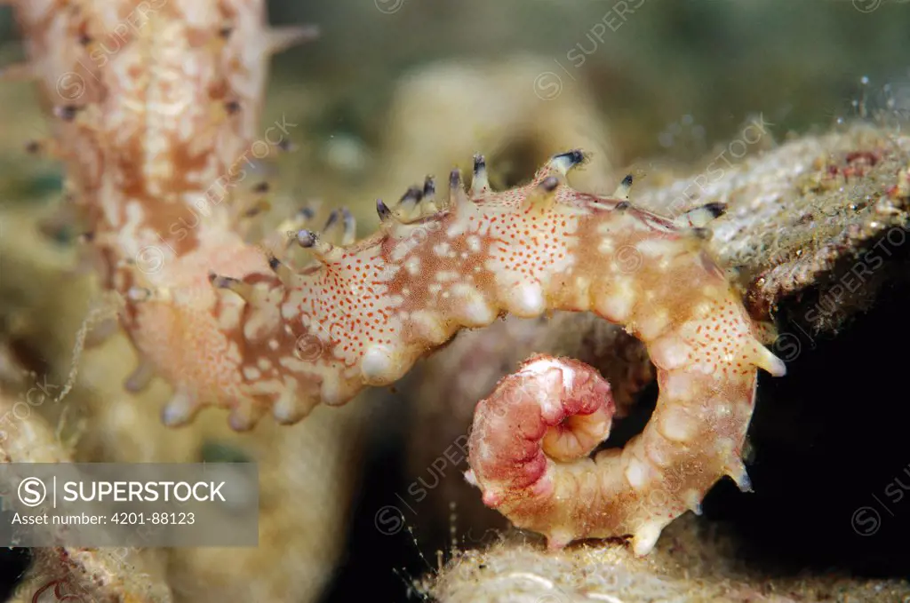 Seahorse (Hippocampus sp) tail, Indonesia