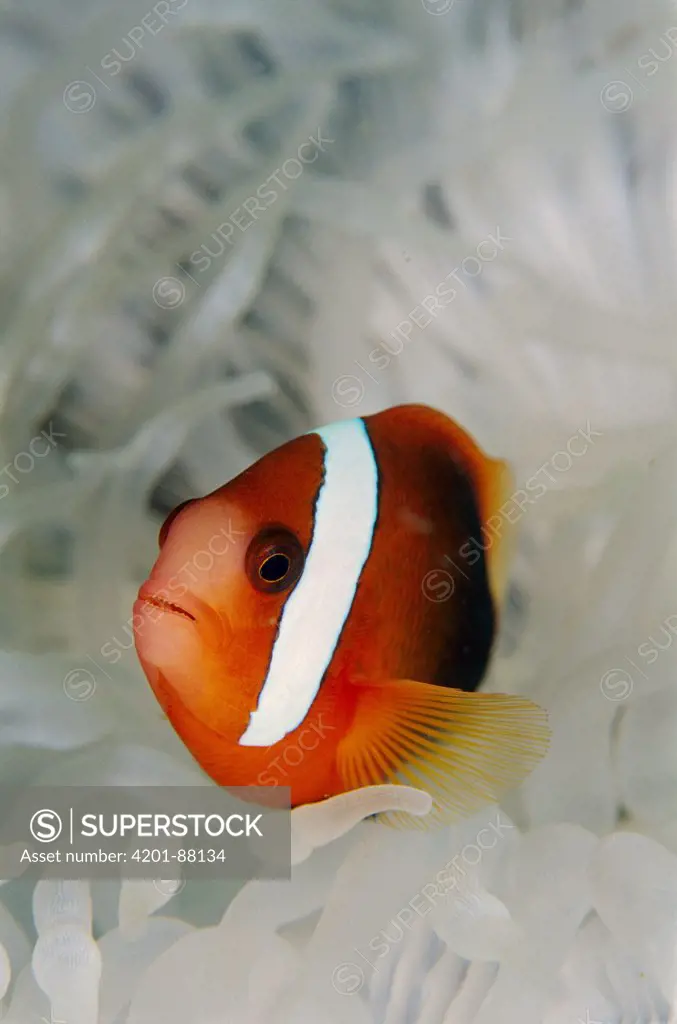 Anemonefish (Amphiprion sp) in Anemone (Heteractis sp), Papua New Guinea