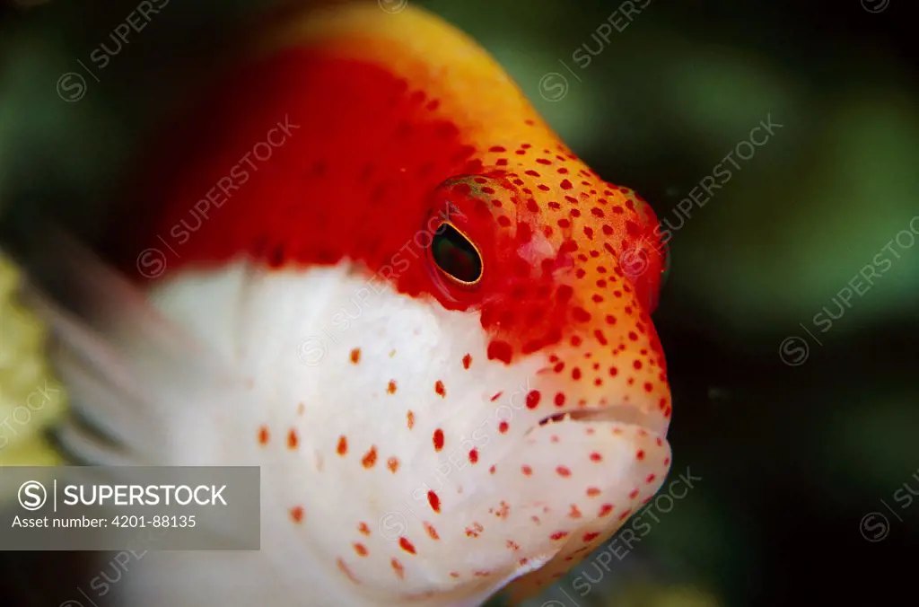 Freckled Hawkfish (Paracirrhites forsteri), Solomon Islands
