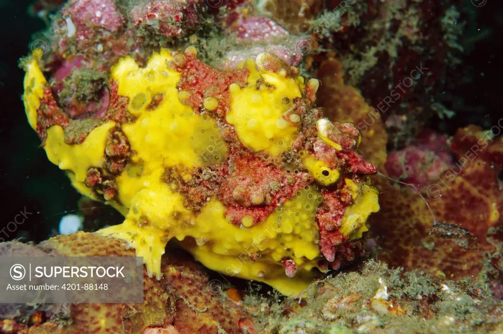 Warty Frogfish (Antennarius maculatus) with lure extended, Indonesia