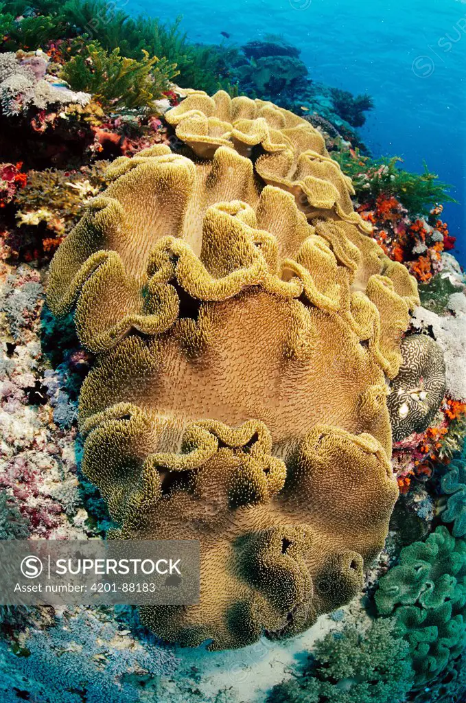 Leather Coral (Sarcophyton sp), Solomon Islands