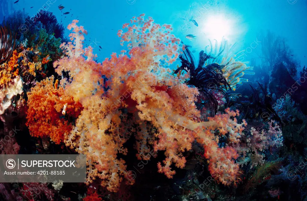 Soft coral on reef, Indonesia