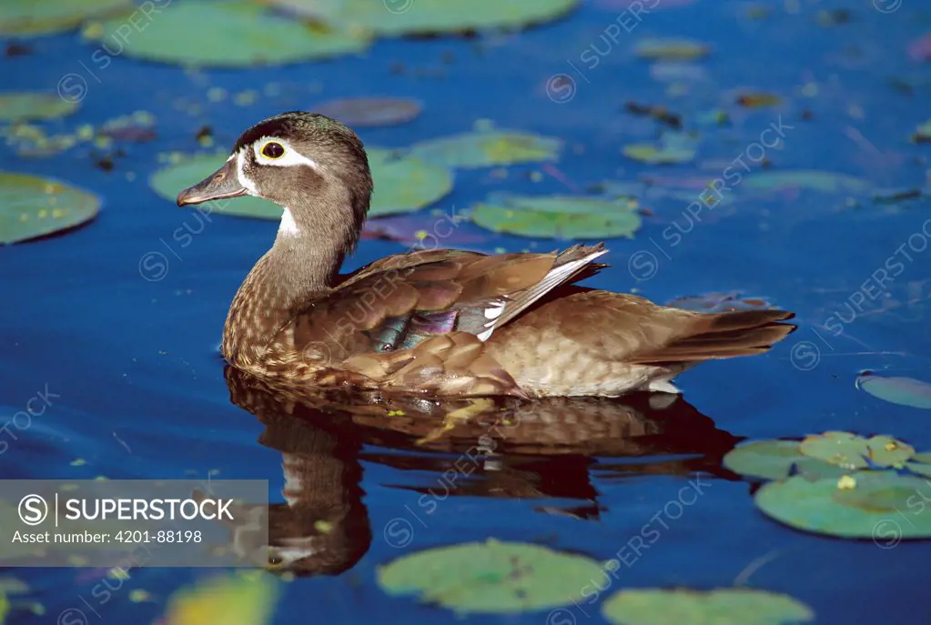 Wood Duck (Aix sponsa) female, Kensington Metropark, Michigan