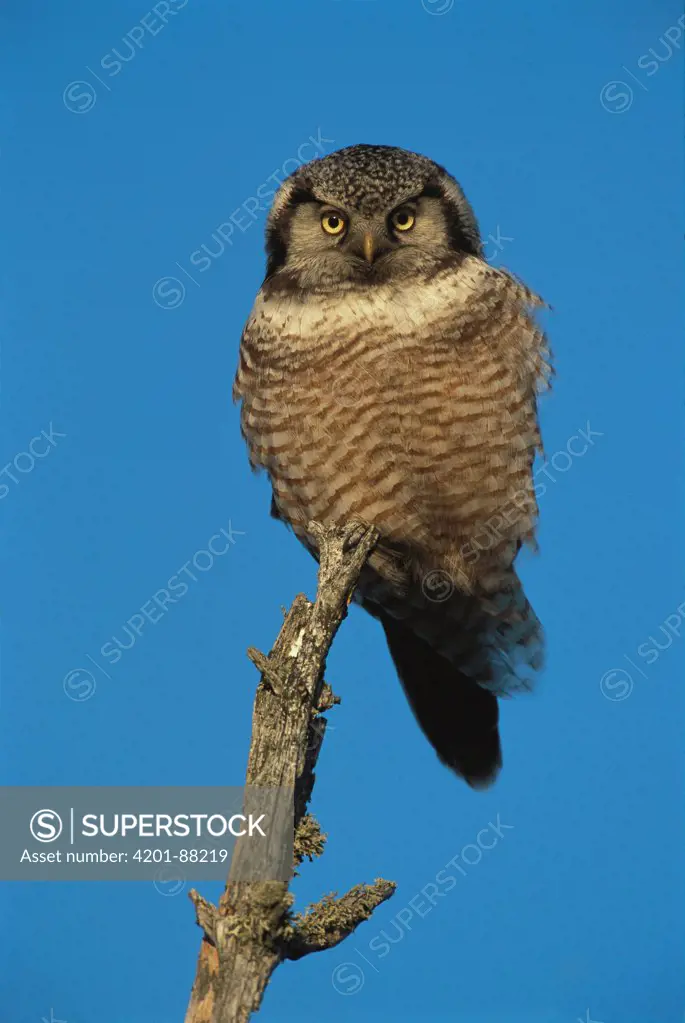 Northern Hawk Owl (Surnia ulula), Michigan