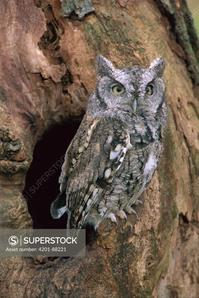 Eastern Screech Owl (Otus asio) at nest cavity, Howell, Michigan