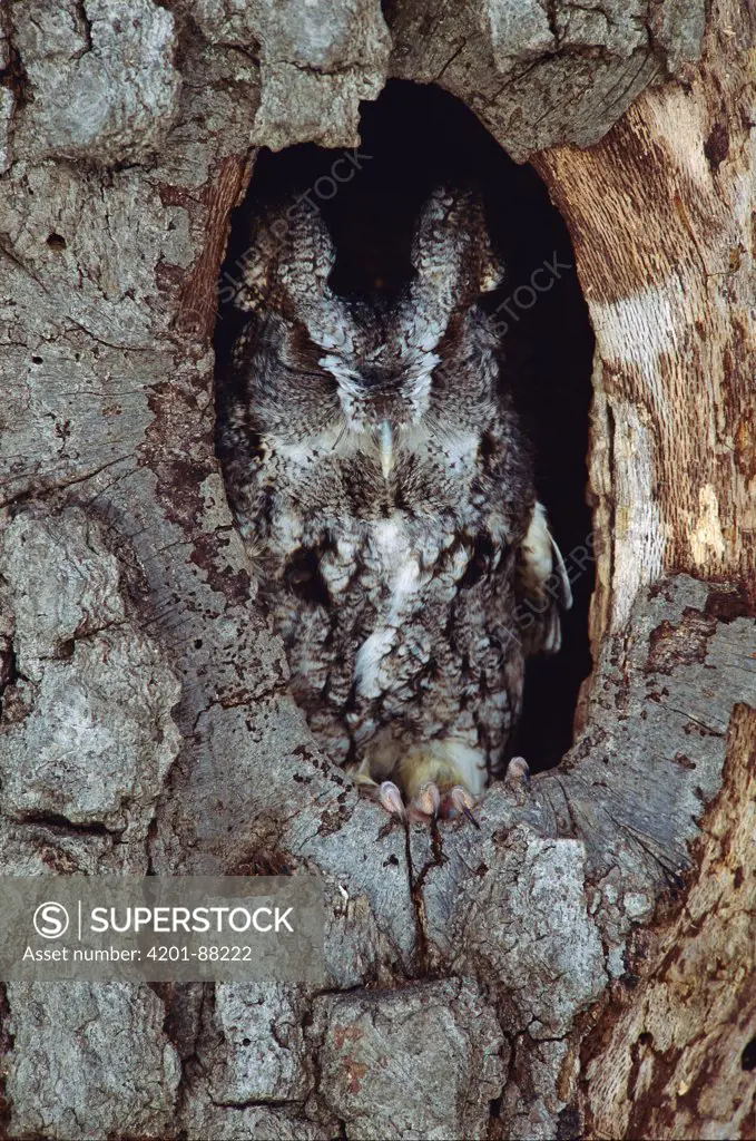 Eastern Screech Owl (Otus asio) in nest cavity, Howell, Michigan