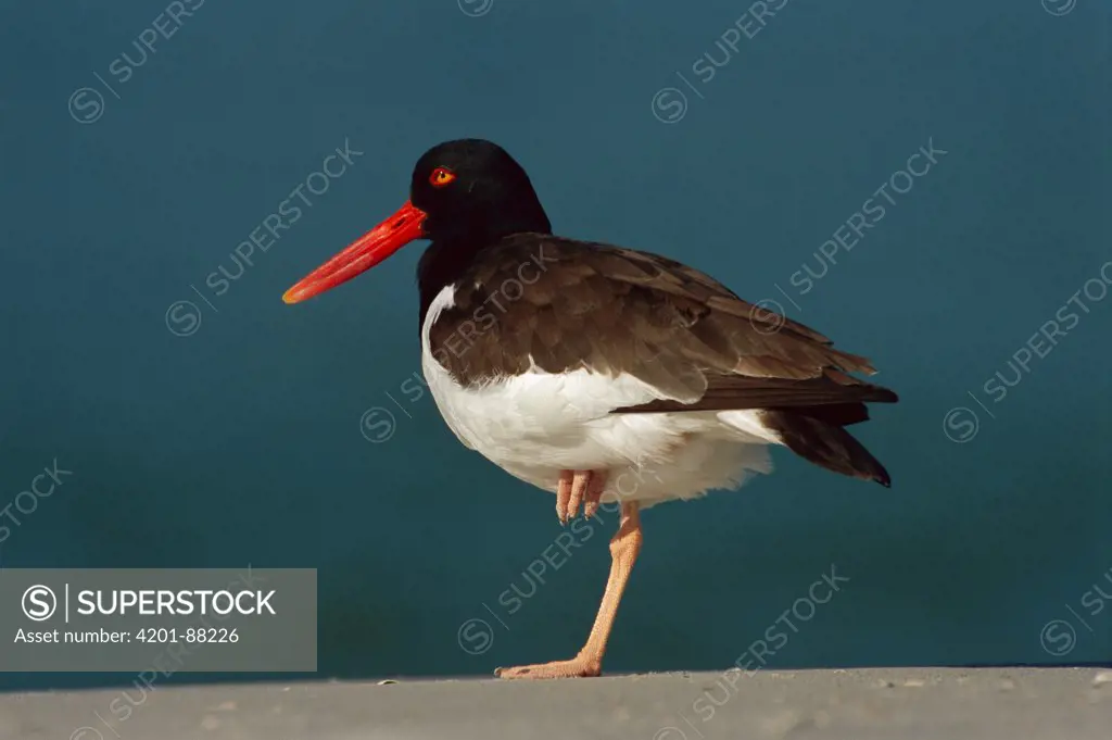 American Oystercatcher (Haematopus palliatus) standing on one leg, Fort Desoto Florida